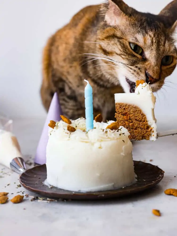 Cat Birthday Cake