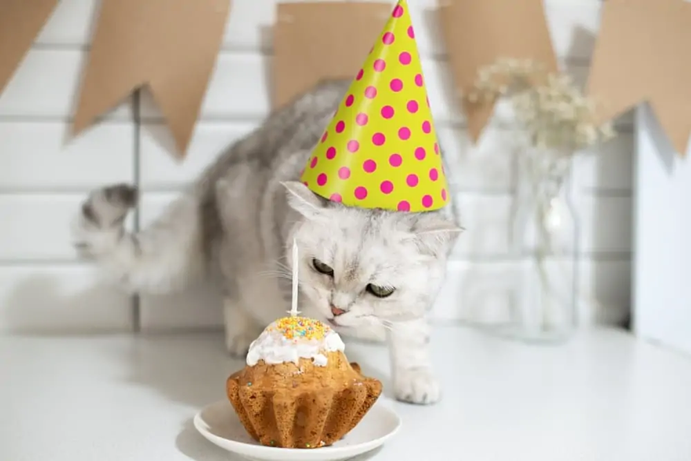 Cat Birthday Cake